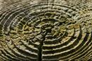 9855 Weathered tree growth rings.